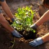 Plano Nacional de Arborização Urbana: Cidades resilientes