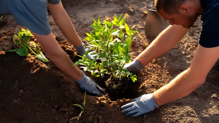 Plano Nacional de Arborização Urbana: Cidades resilientes