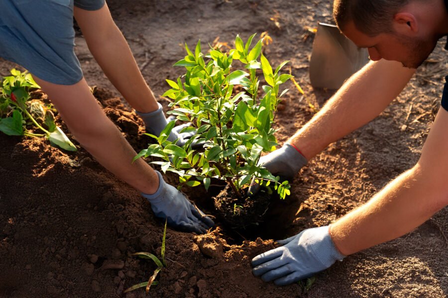 Plano Nacional de Arborização Urbana: Cidades resilientes