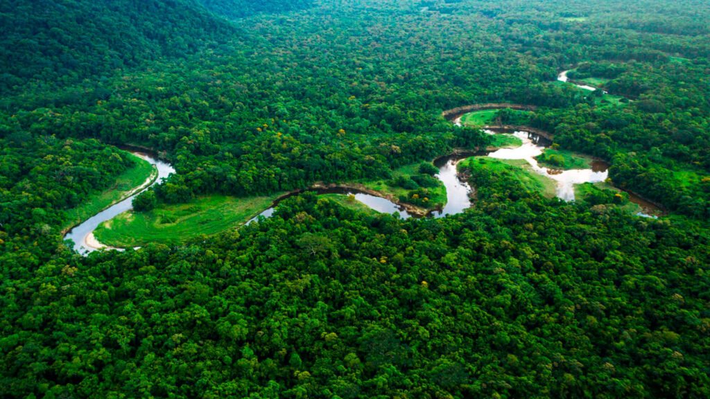 Créditos de Biodiversidade: o que são e benefícios para empresas
