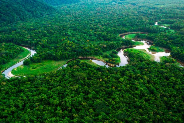 Créditos de Biodiversidade: o que são e benefícios para empresas